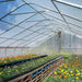 30' x 100' Commercial Tunnel Greenhouse with 6 Mil Clear Poly Covers and Roll-Up Sides TMG-GH30100 - TMG Industrial